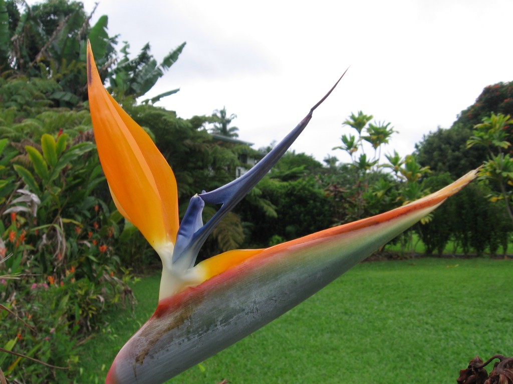 Hawaii flowers 005.jpg