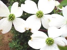 dogwood.jpg