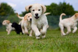 Playful Puppy.jpg