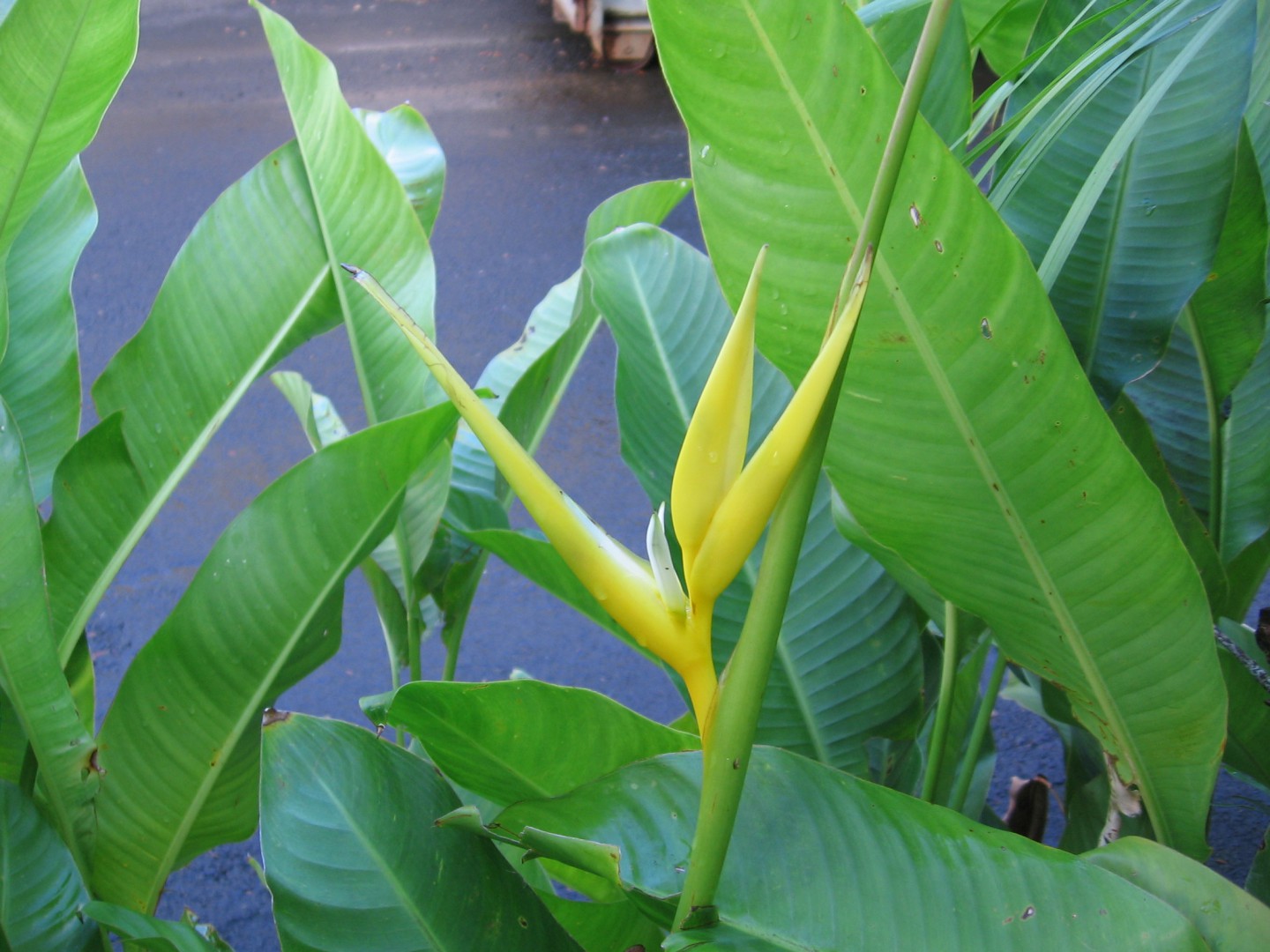 yellow bird.JPG